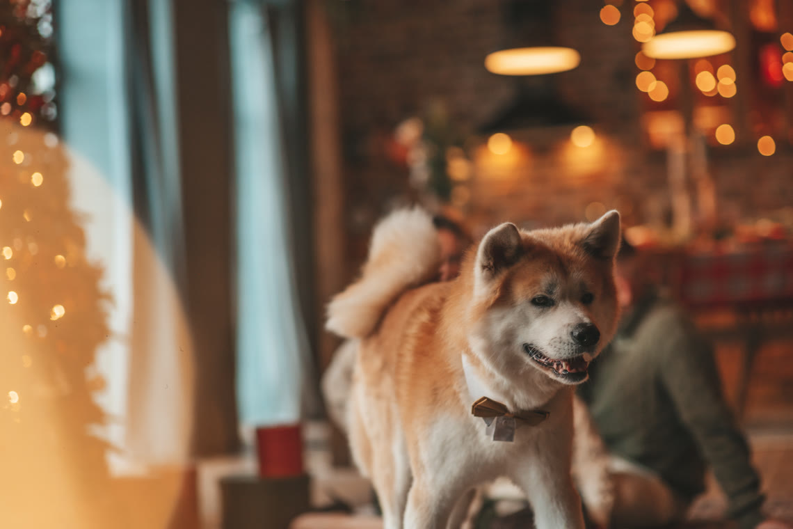 .dog Domain Registrieren