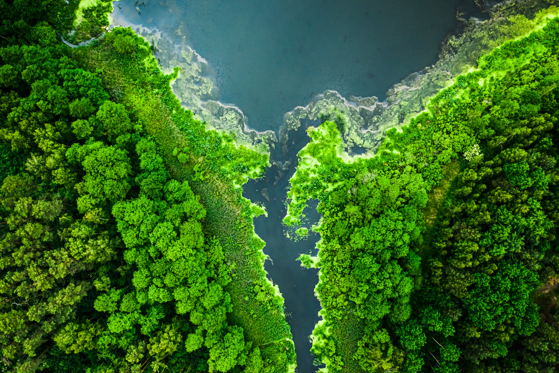 .green Domain Registrieren